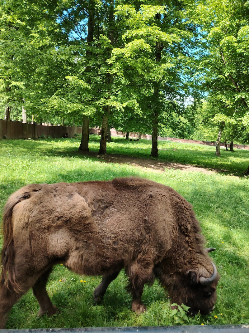 Białystok i Puszcza Białowieska – zdjęcie 2